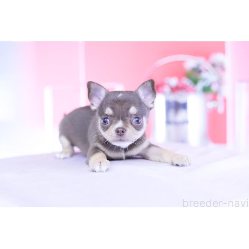 販売中の愛知県のチワワ(スムースコート)-434579の15枚目