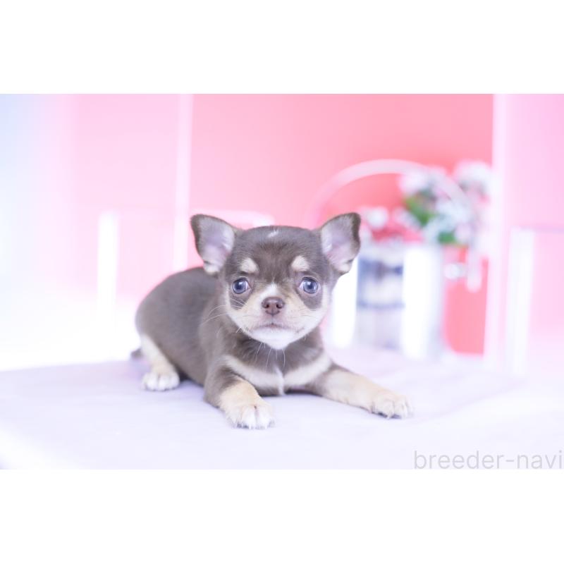 販売中の愛知県のチワワ(スムースコート)-434579の14枚目