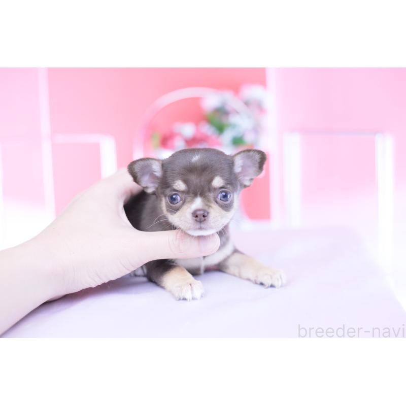 販売中の愛知県のチワワ(スムースコート)-434579の11枚目