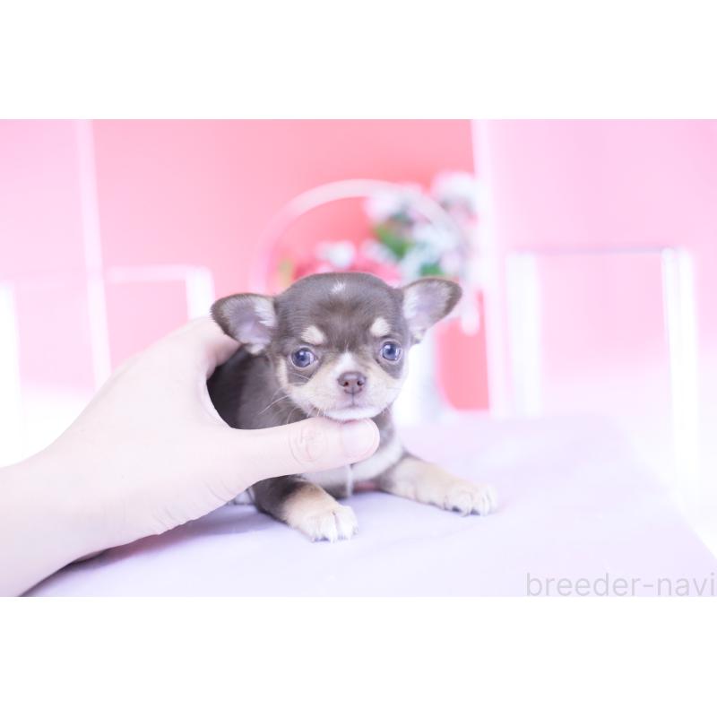 販売中の愛知県のチワワ(スムースコート)-434579の10枚目