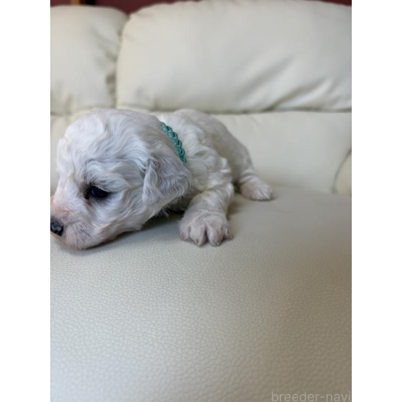 販売中の滋賀県のビションフリーゼ-434580の10枚目