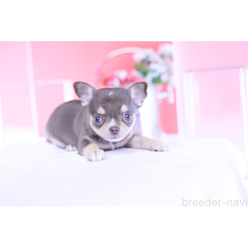 販売中の愛知県のチワワ(スムースコート)-434579の6枚目