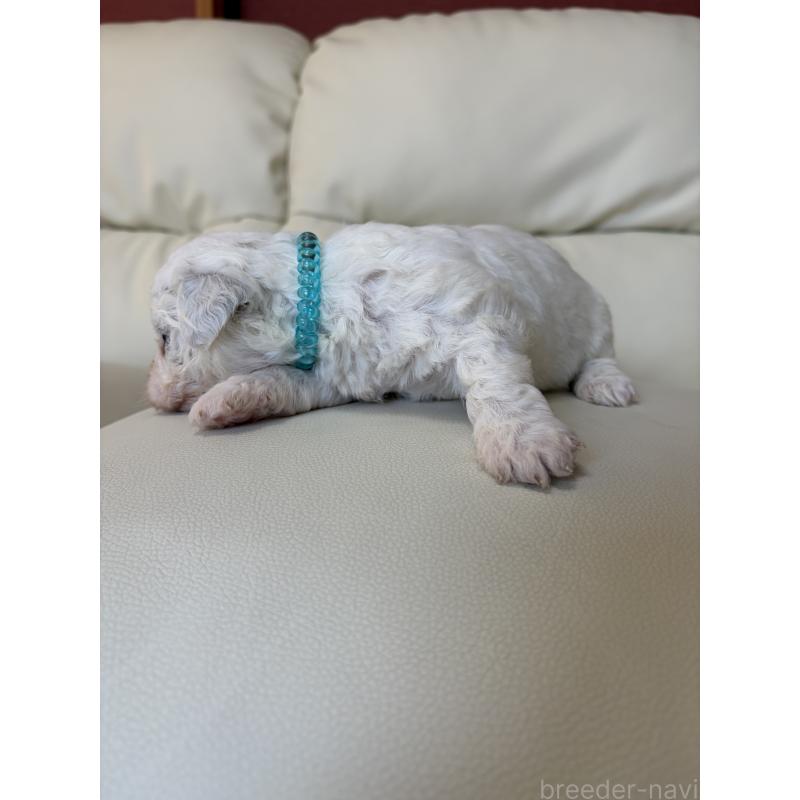 販売中の滋賀県のビションフリーゼ-434580の9枚目