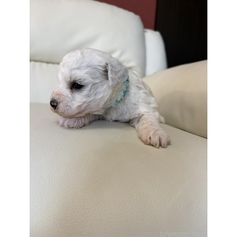 販売中の滋賀県のビションフリーゼ-434580の8枚目