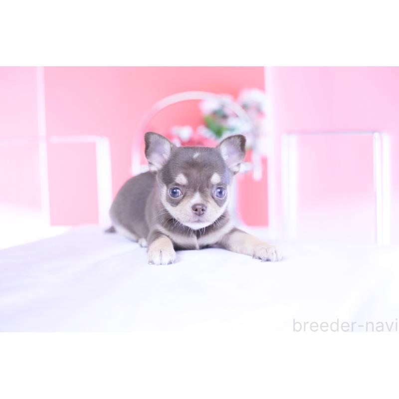 販売中の愛知県のチワワ(スムースコート)-434579の3枚目