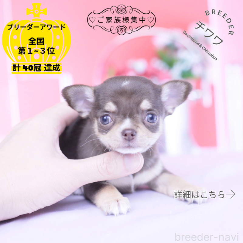 販売中の愛知県のチワワ(スムースコート)-434579の1枚目