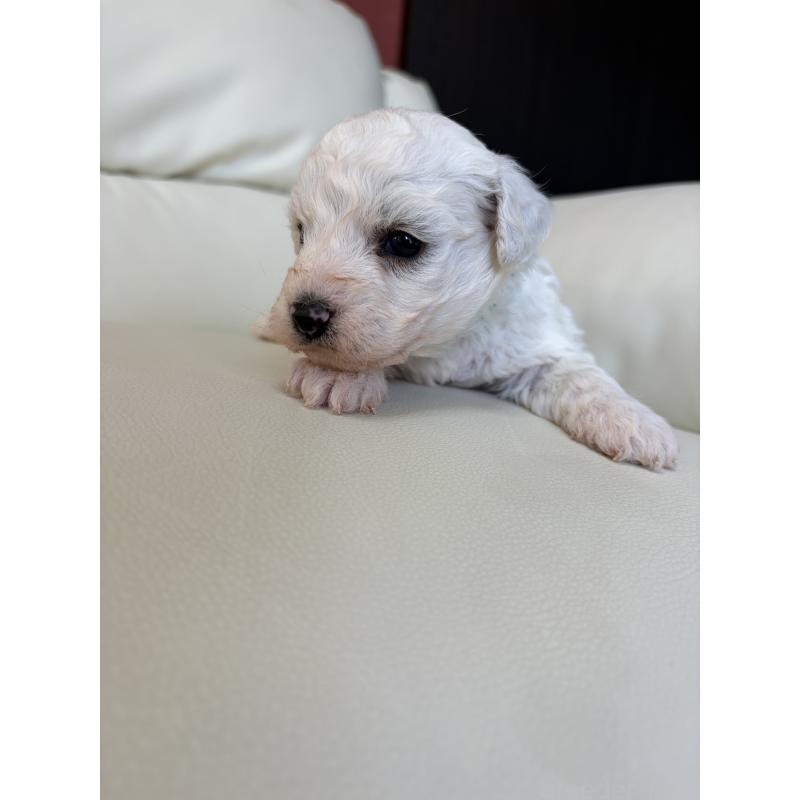 販売中の滋賀県のビションフリーゼ-434580の6枚目