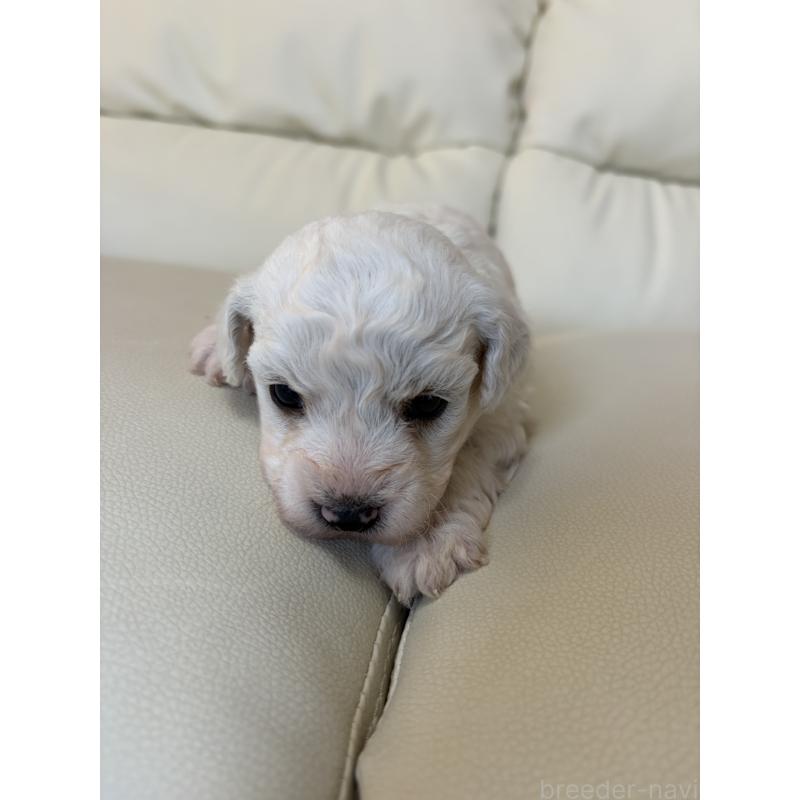 販売中の滋賀県のビションフリーゼ-434580の5枚目