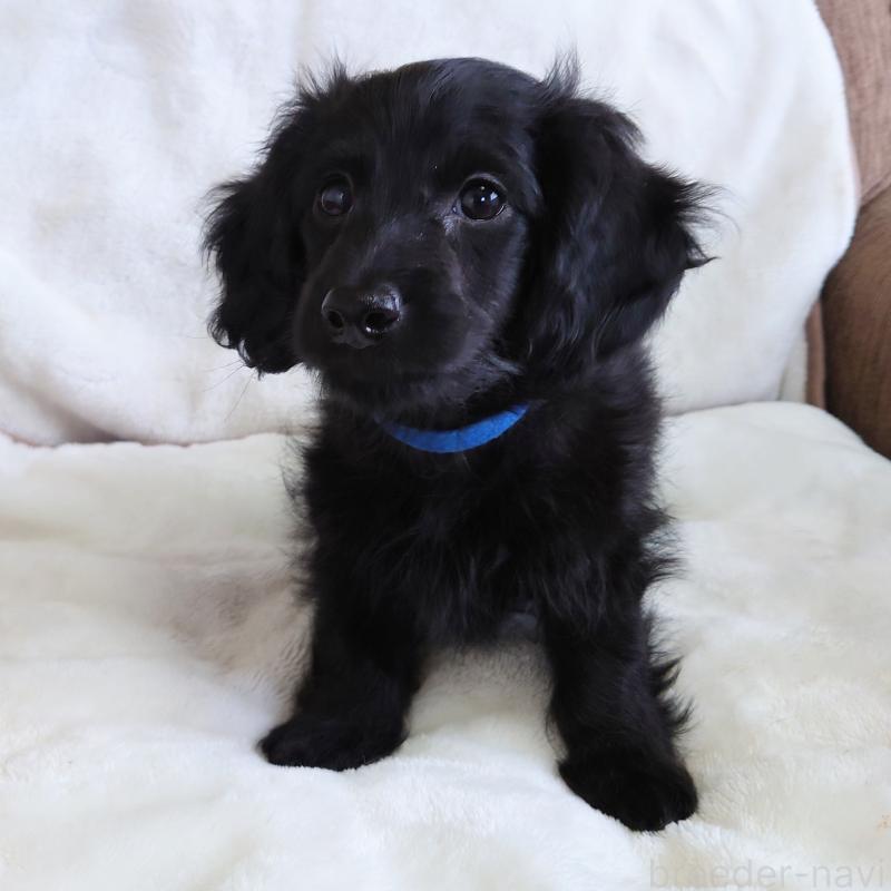 成約済の埼玉県のダップー:ミニチュアダックスフンド×トイプードル-429294の2枚目