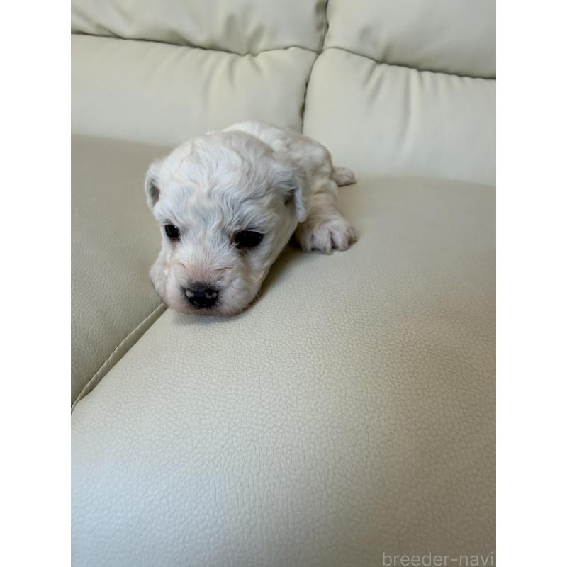 販売中の滋賀県のビションフリーゼ-434580の4枚目