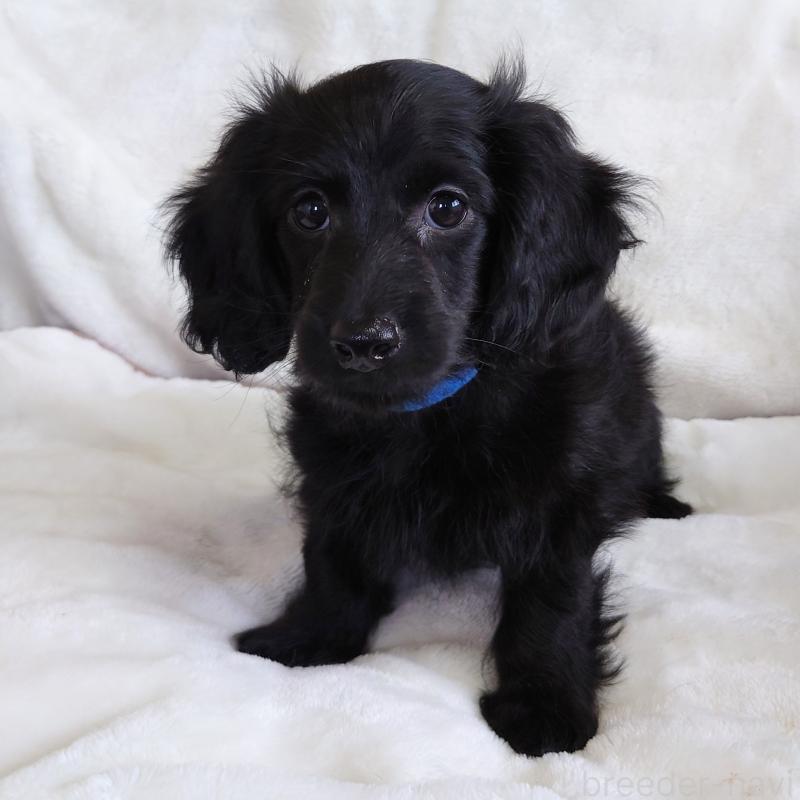 成約済の埼玉県のダップー:ミニチュアダックスフンド×トイプードル-429294の1枚目