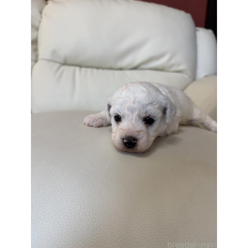 販売中の滋賀県のビションフリーゼ-434580の3枚目