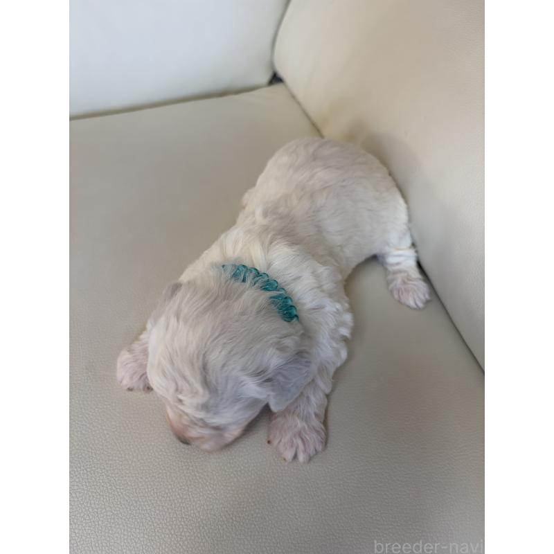 販売中の滋賀県のビションフリーゼ-434580の2枚目