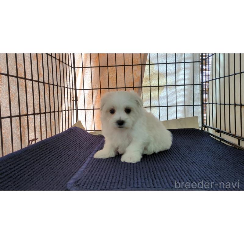 販売中の茨城県のマルチーズ-434582の1枚目