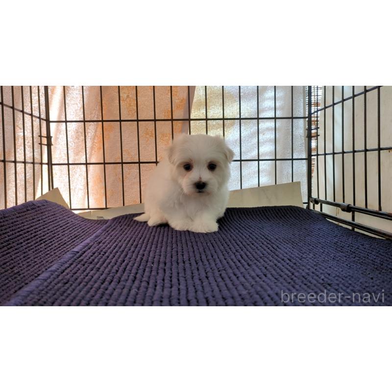 販売中の茨城県のマルチーズ-434582の6枚目