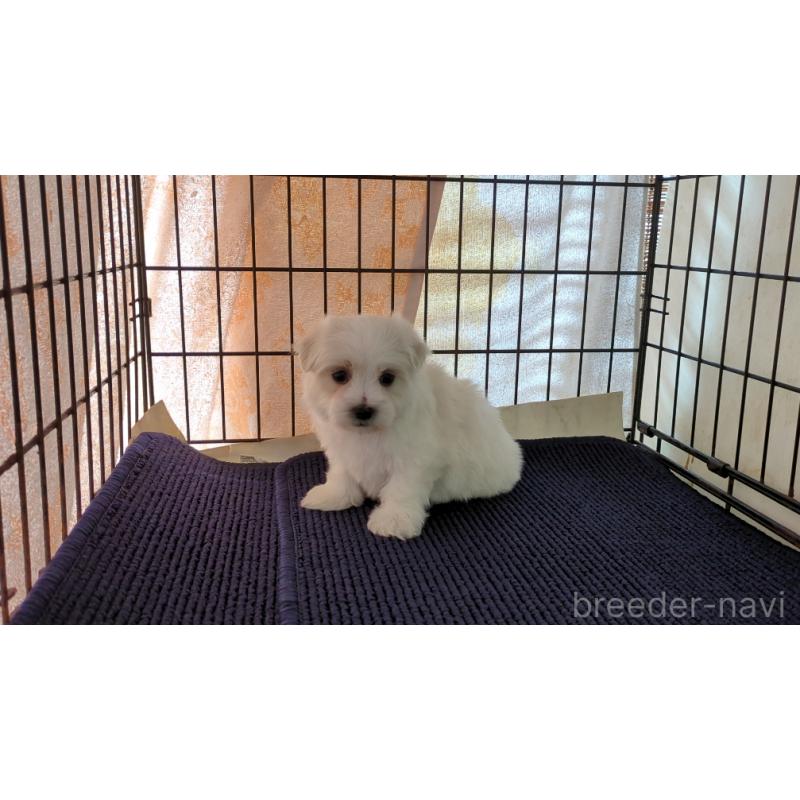 販売中の茨城県のマルチーズ-434582の5枚目