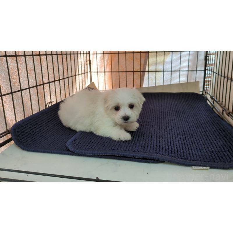 販売中の茨城県のマルチーズ-434582の4枚目