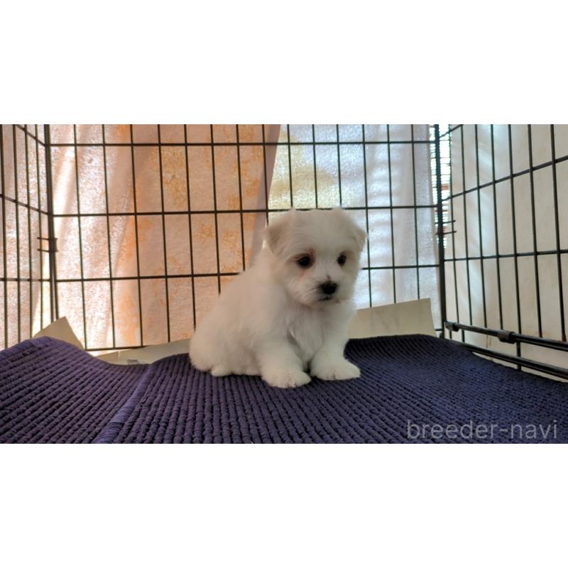 販売中の茨城県のマルチーズ-434582の3枚目
