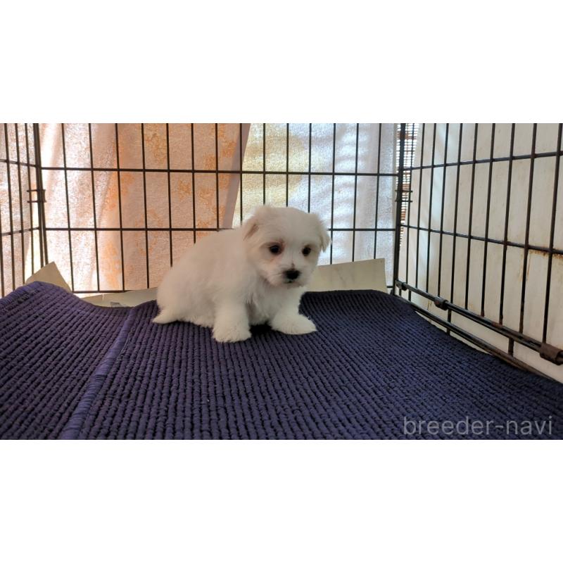 販売中の茨城県のマルチーズ-434582の2枚目