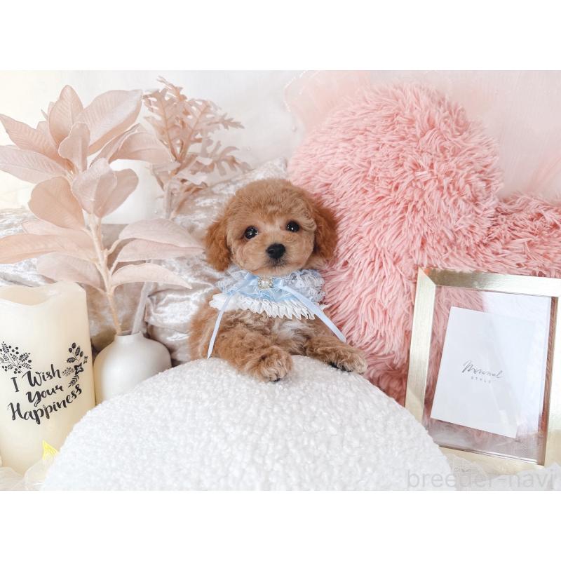 販売中の大阪府のタイニープードル-434583の7枚目