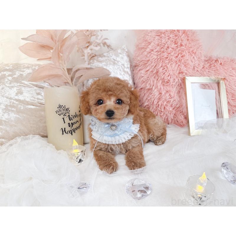 販売中の大阪府のタイニープードル-434583の6枚目