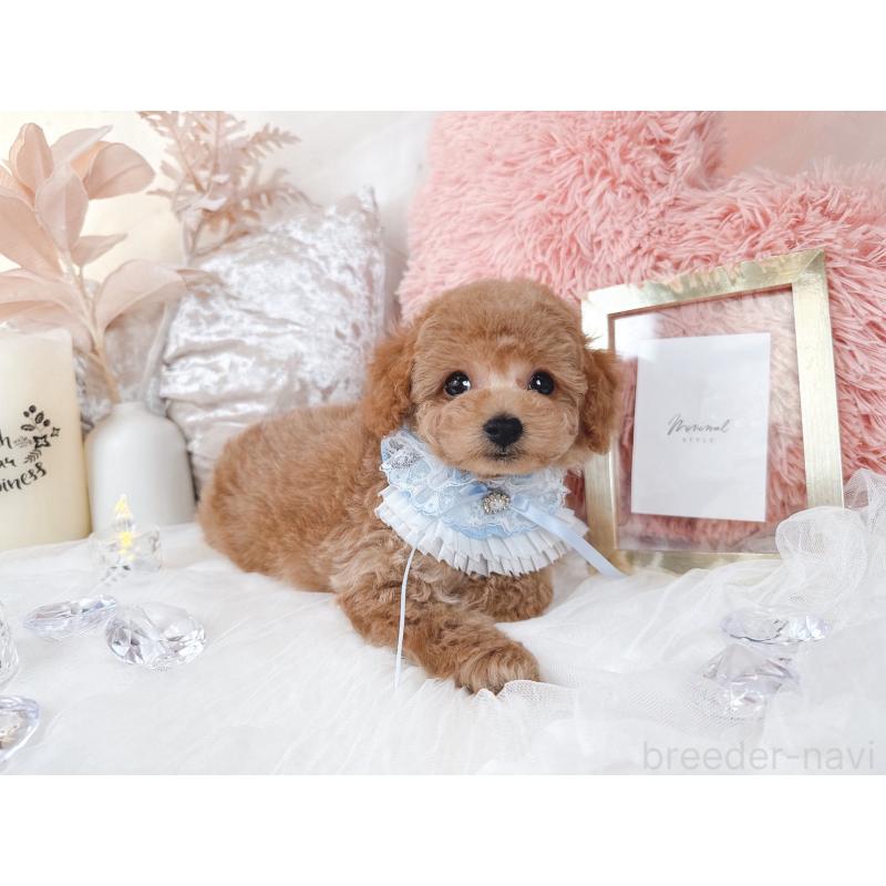 販売中の大阪府のタイニープードル-434583の5枚目