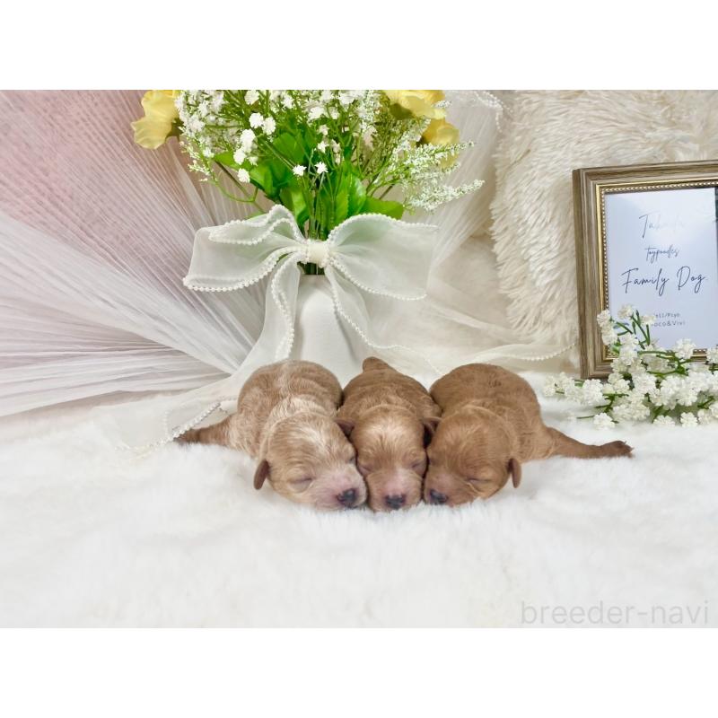 販売中の大阪府のタイニープードル-434583の2枚目