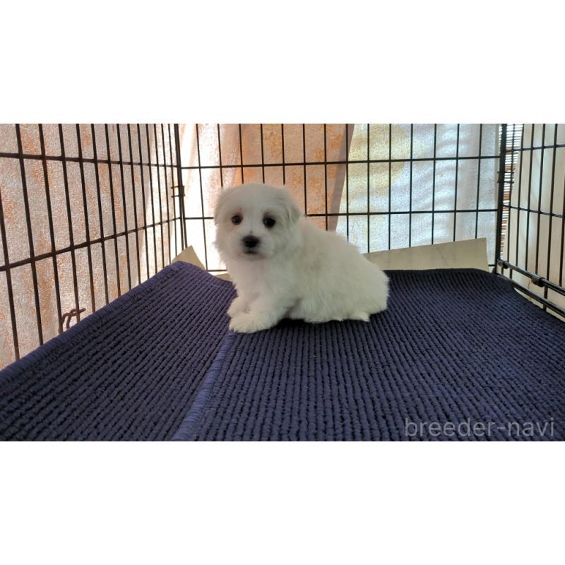 販売中の茨城県のマルチーズ-434584