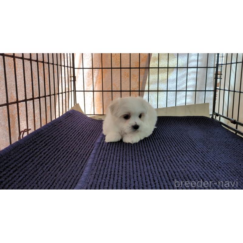 販売中の茨城県のマルチーズ-434584の6枚目