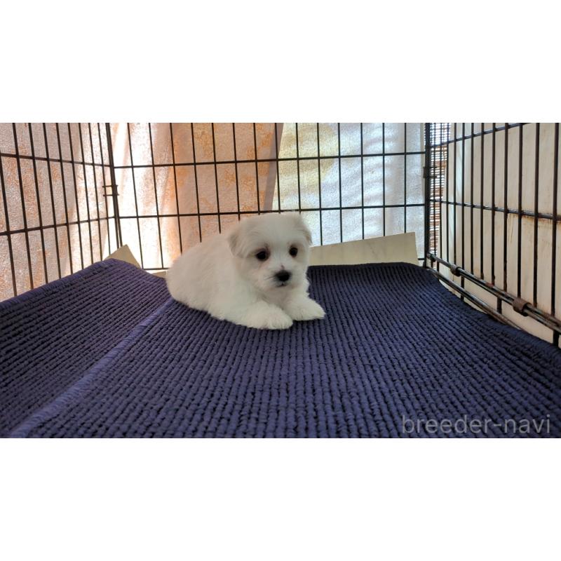 販売中の茨城県のマルチーズ-434584の5枚目