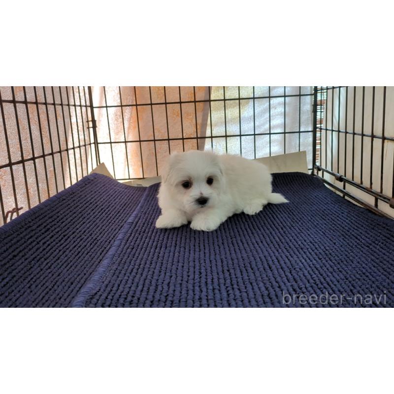 販売中の茨城県のマルチーズ-434584の4枚目