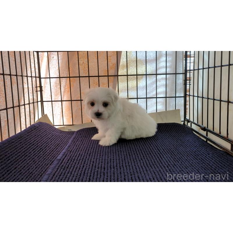 販売中の茨城県のマルチーズ-434584の3枚目