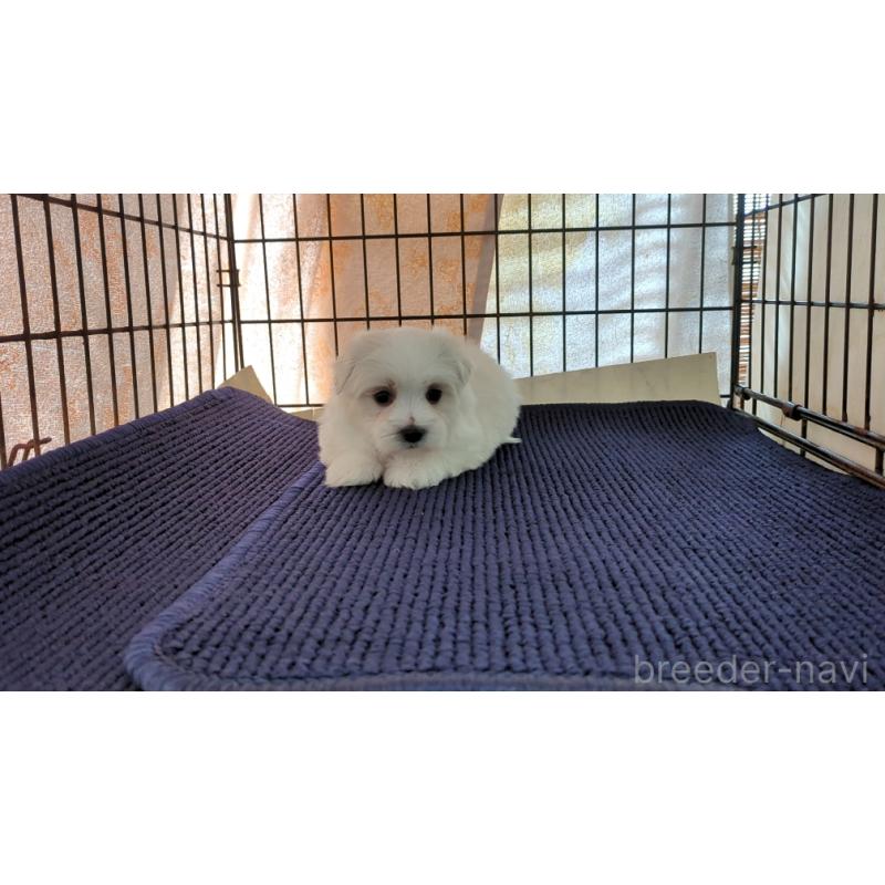 販売中の茨城県のマルチーズ-434584の2枚目