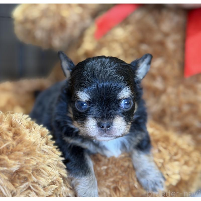 販売中の埼玉県のチワワ(ロングコート)-434586の6枚目