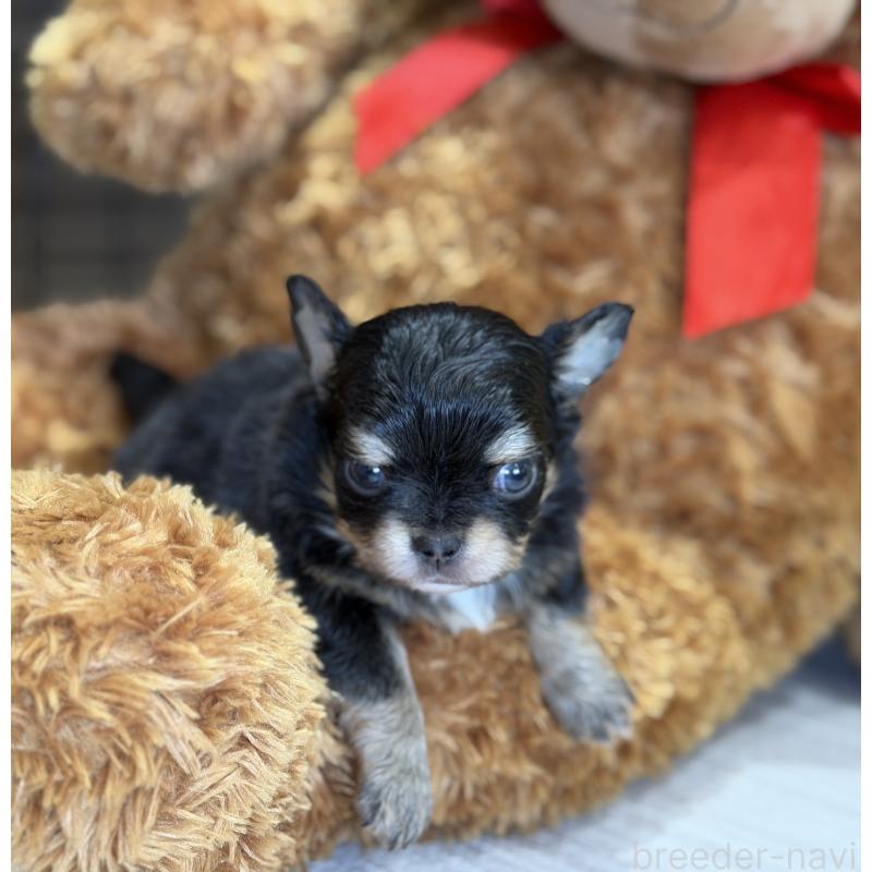 販売中の埼玉県のチワワ(ロングコート)-434586の5枚目