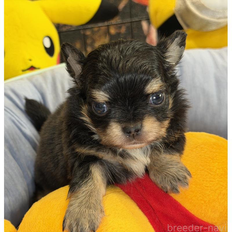 販売中の埼玉県のチワワ(ロングコート)-434586の3枚目