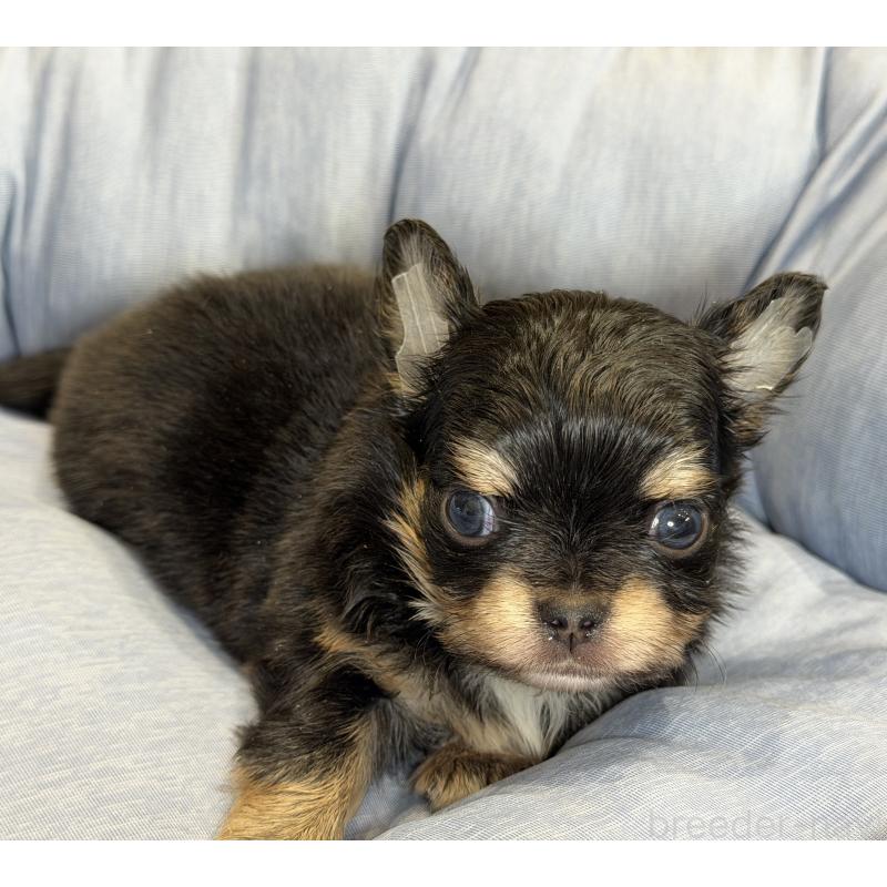 販売中の埼玉県のチワワ(ロングコート)-434586の2枚目