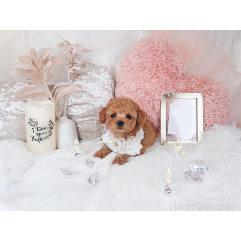 販売中の大阪府のタイニープードル-434587の7枚目