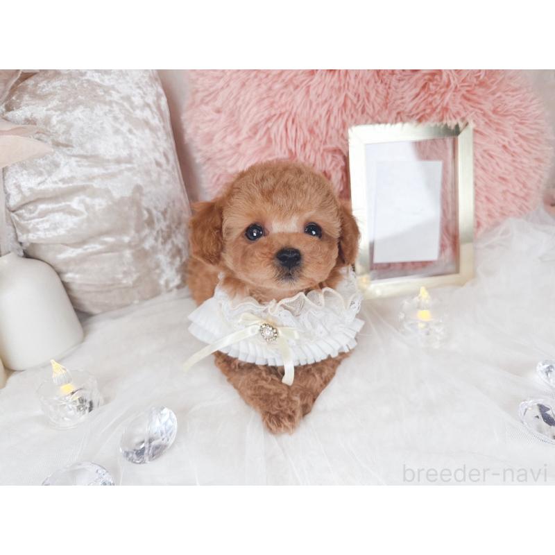 販売中の大阪府のタイニープードル-434587の6枚目