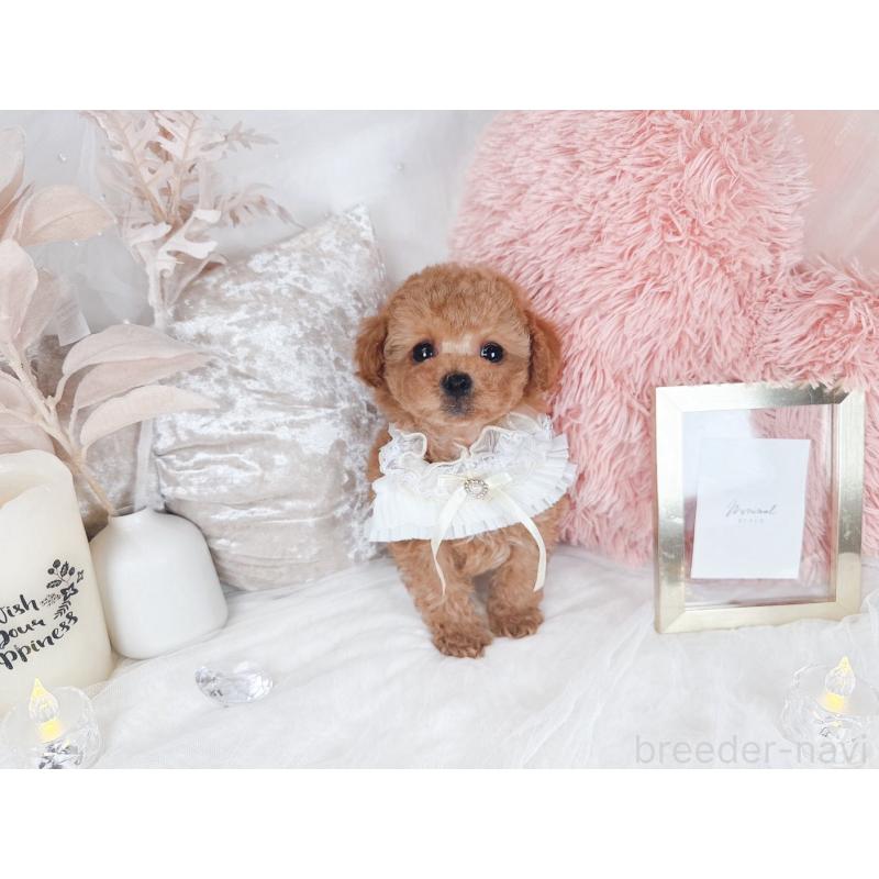 販売中の大阪府のタイニープードル-434587の5枚目