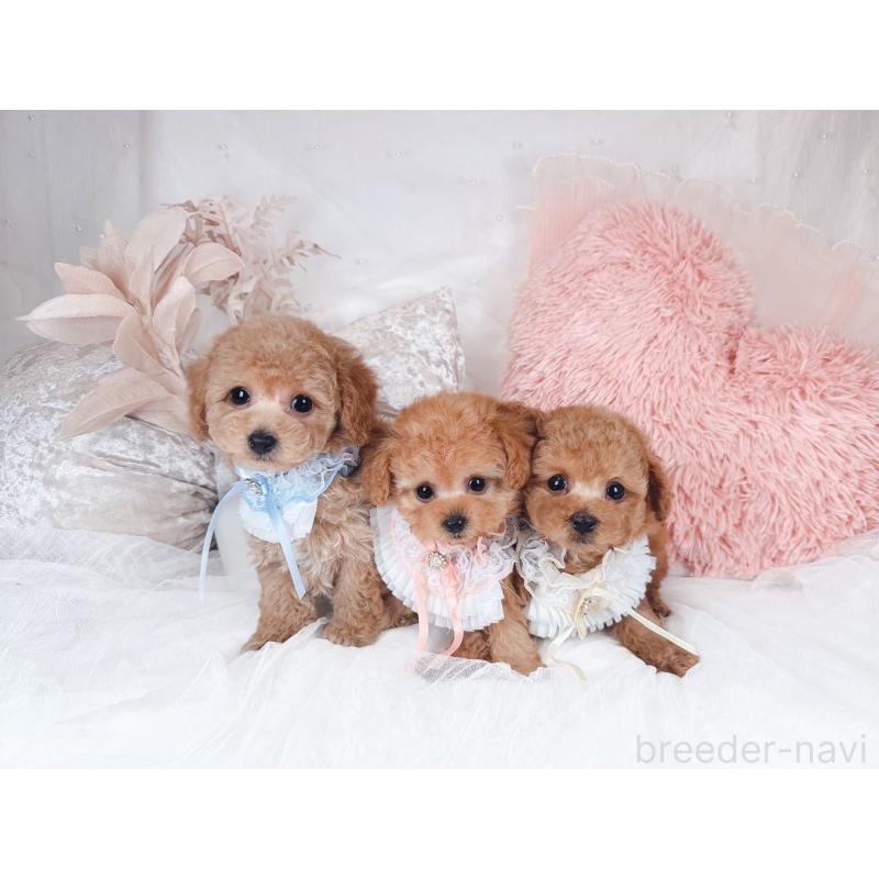 販売中の大阪府のタイニープードル-434587の4枚目