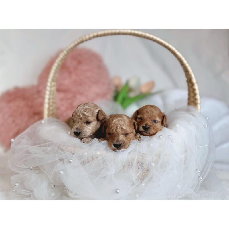 販売中の大阪府のタイニープードル-434587の3枚目