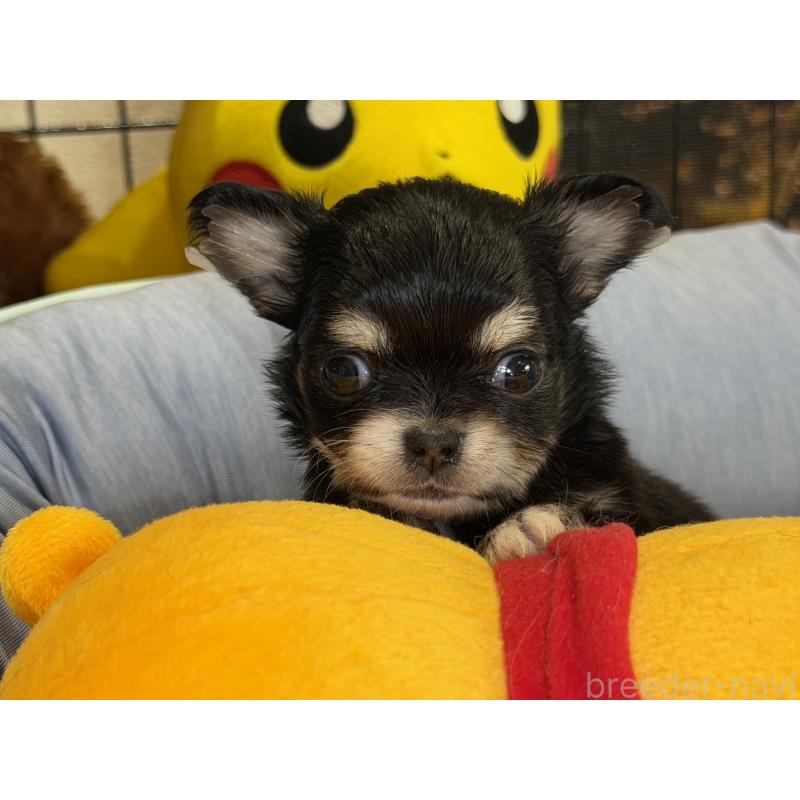 販売中の埼玉県のチワワ(ロングコート)-434588の8枚目