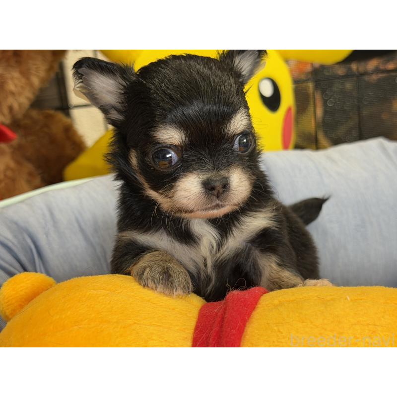 販売中の埼玉県のチワワ(ロングコート)-434588の7枚目