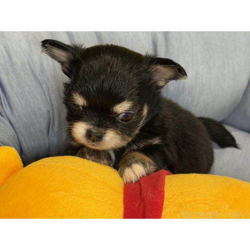 販売中の埼玉県のチワワ(ロングコート)-434588の6枚目