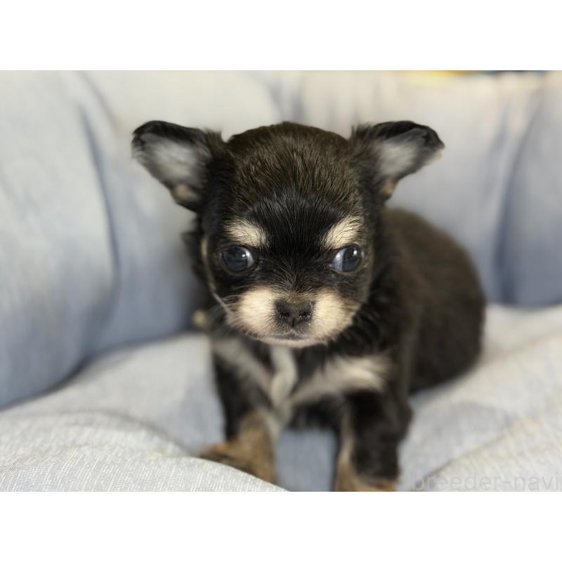 販売中の埼玉県のチワワ(ロングコート)-434588の5枚目