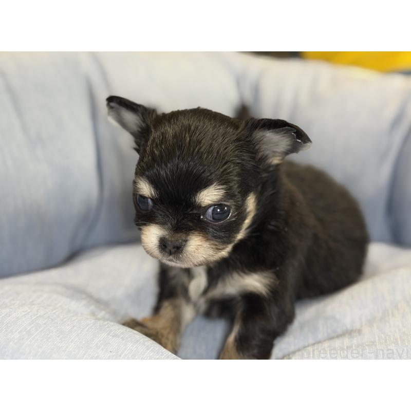 販売中の埼玉県のチワワ(ロングコート)-434588の4枚目