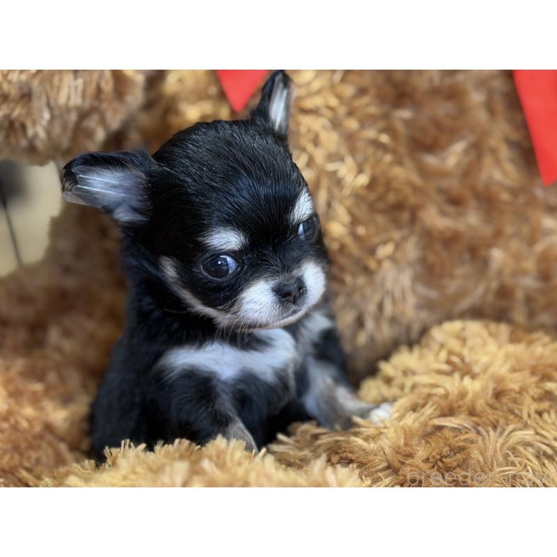 販売中の埼玉県のチワワ(ロングコート)-434588の3枚目