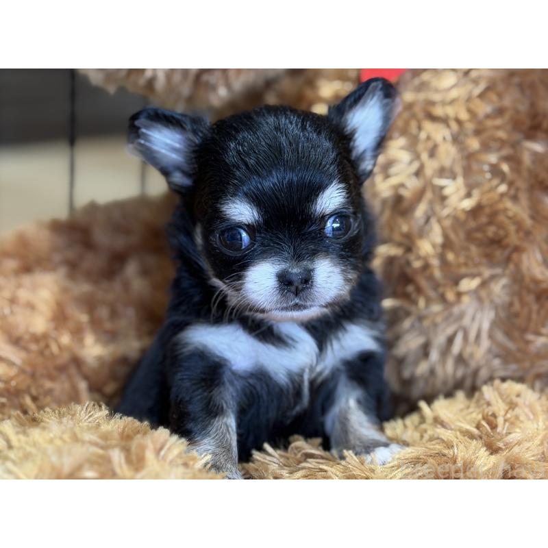 販売中の埼玉県のチワワ(ロングコート)-434588の2枚目