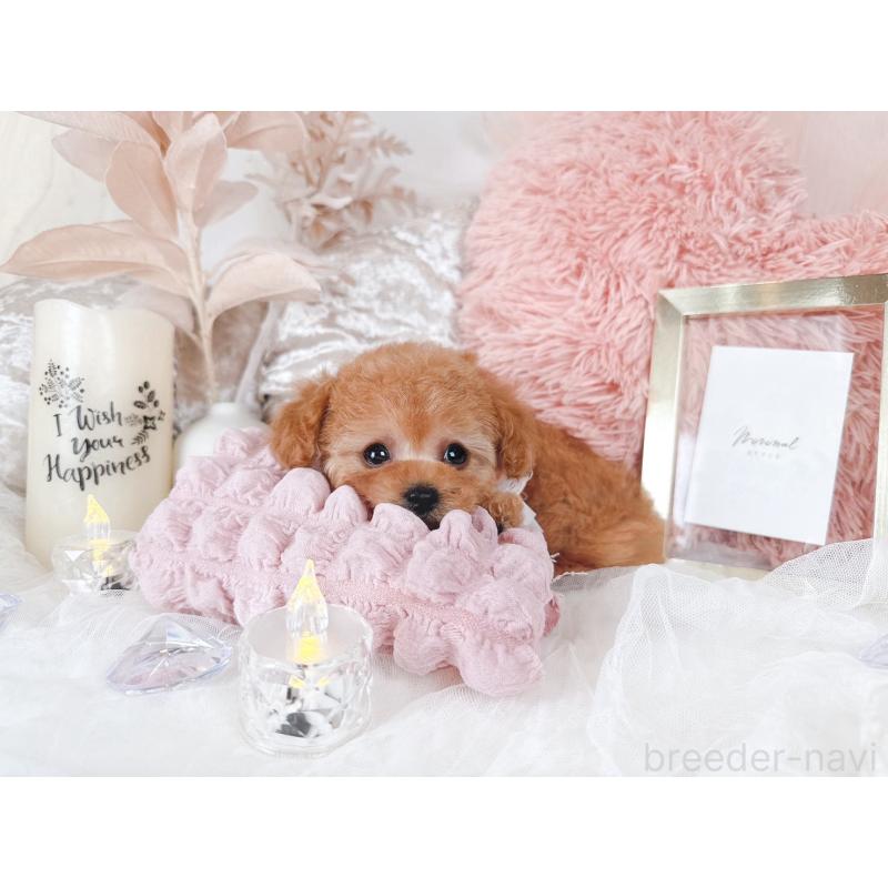 販売中の大阪府のティーカッププードル-434589の7枚目